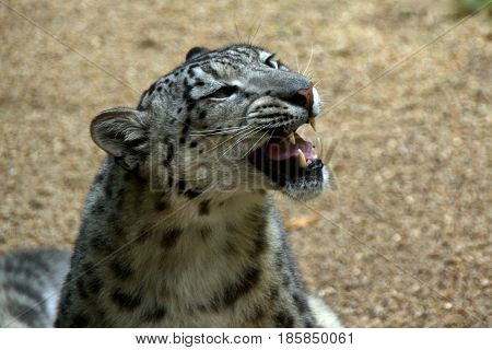 Closeup of a snow leopard or ounce (Panthera uncia syn. Uncia uncia) with its mouth open side view.