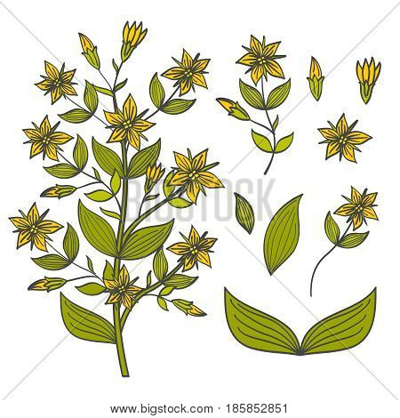 Colorful tutsan isolated on white background - buds, flowers and leaves of tutsan. Blossom flower bright, vector illustration