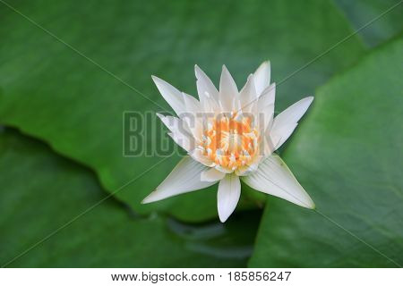 Beautiful white Lotus flower and leaves .