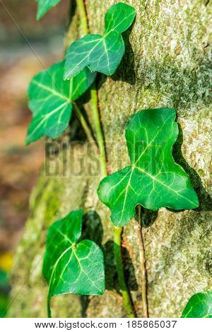 closeup look of poison ivy in forest