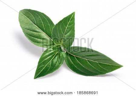 Thai Holy Basil Fresh Leaves, Paths