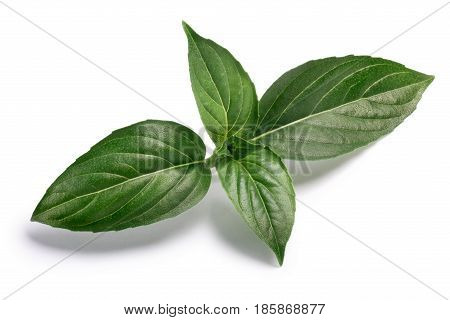 Thai Holy Basil Fresh Leaves, Paths