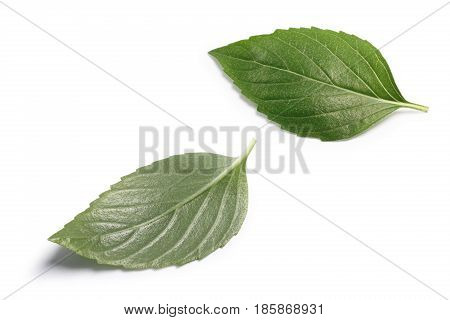 Thai Holy Basil Single Fresh Leaves, Paths