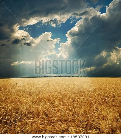 fältet med guld öron vete enligt hålet i dramatisk himmel