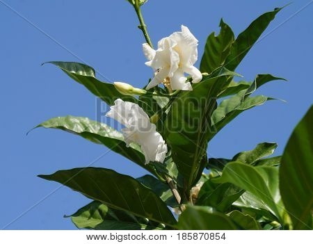 Jasminum sambac in bloom, selective focus on the flower