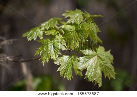 Nature Easters Background Of The Young Spring Leaves