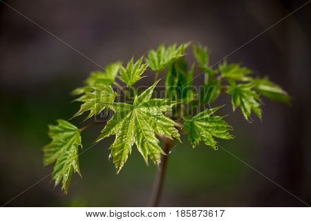 Nature Easters Background Of The Young Spring Leaves