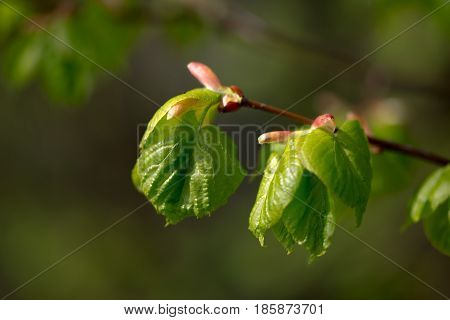 Nature Easters Background Of The Young Spring Leaves