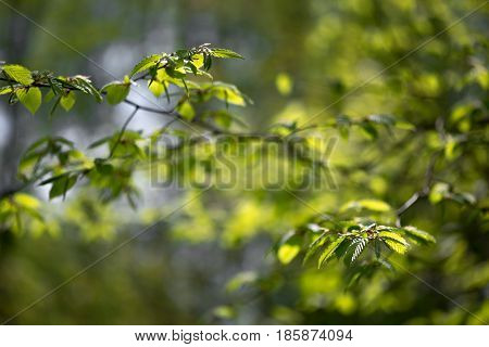 Nature Easters Background Of The Young Spring Leaves