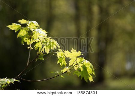 Nature Easters Background Of The Young Spring Leaves