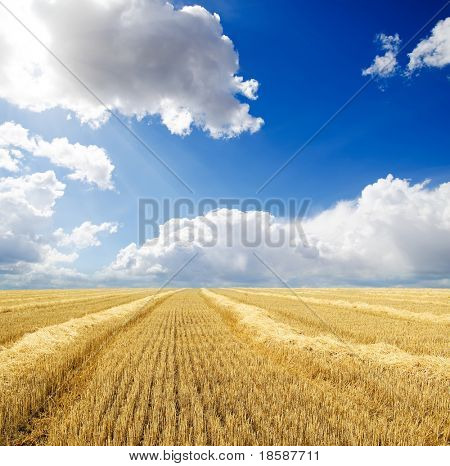 skörda i windrows under molnig himmel