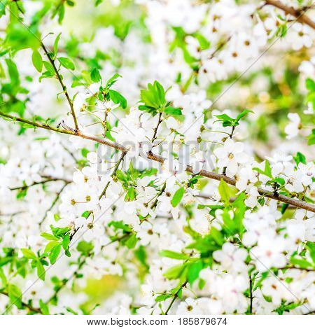 trees white blossoming, spring time is coming