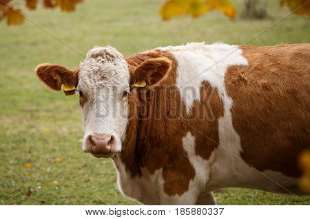 Brown and white dairy cow in pasture Czech Republic