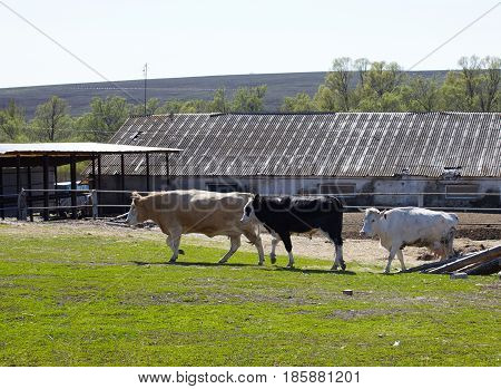 farm animal  in nature rural landscape village