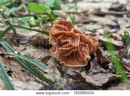 Spring mushroom gyromitra found in the forests in early spring.