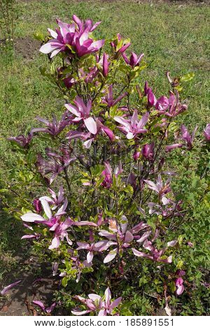 Small Shrub Of Magnolia Liliiflora In Full Bloom