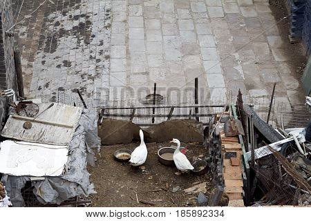 goose poultry sty ranch Chinese  beak farm