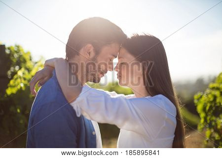 Side view of young couple embracing at vineyard during sunny day