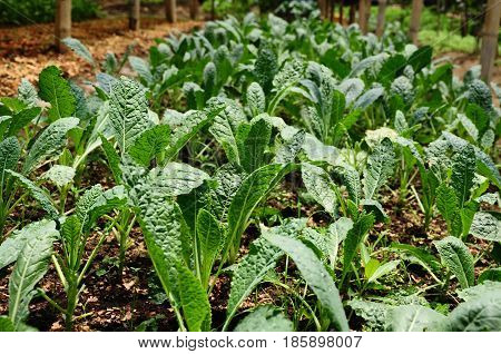 Fresh baby Kale seedlings planted at nursery garden.