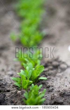 Young lettuce plants growing on garden bed