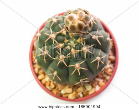 (Close up) Gymno cactus tree isolated on a white background. (select focus)