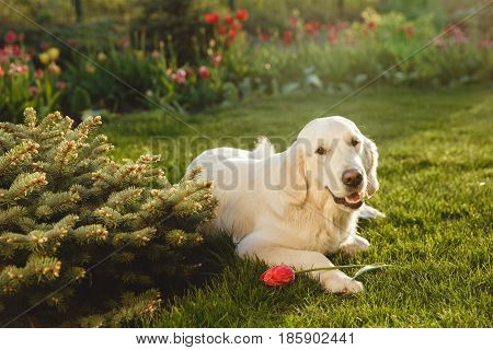 Portrait of a beautiful Golden Retriever dog with a pedigree. The dog purebred is surrounded by greenery. Concept beauty, softness, pedigree.