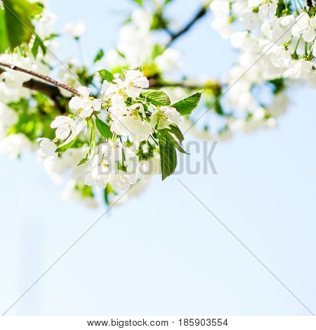 trees white blossoming , spring time is coming
