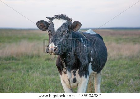 spotted cow in field of fresh grass