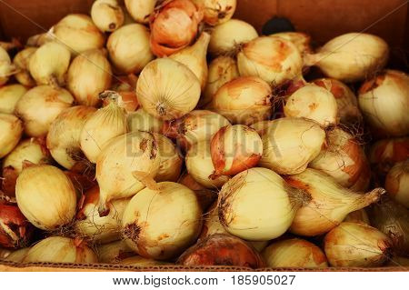 Onion Close Up Photo