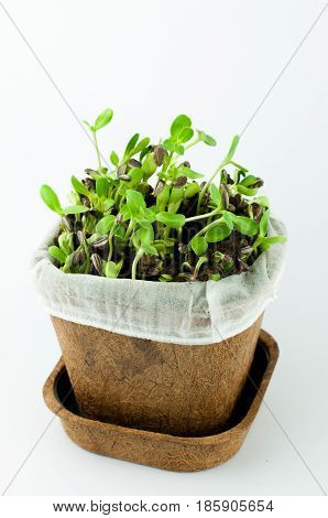 Organic Sunflower Sprouts In White Background