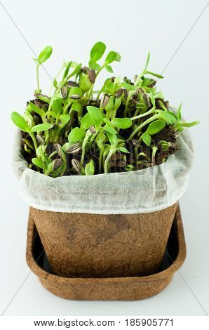 Organic Sunflower Sprouts In White Background