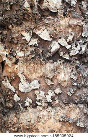 Texture on the Old Palm Tree Dry Surface Outdoor with Cracked Skin