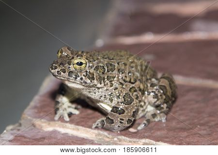 European green toad Bufo viridis sitting on a rock