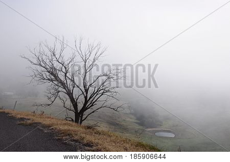 A dried tree with curly branches on top of Tallangatta hill with yellowish grass in the foggy morning of late autumn.