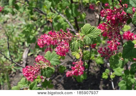 Close up of crimson flowers of Ribes sanguineum