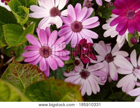 African Daisies In Different Shades Of Pink
