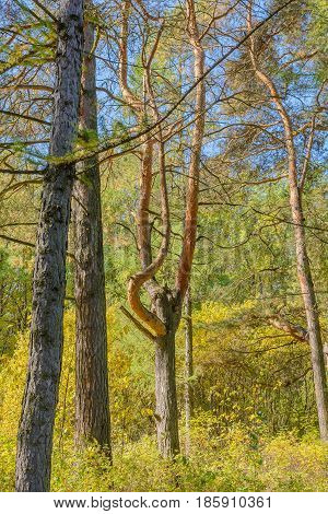 Autumn Early autumn Forest Grove Pine tree Pines Trees