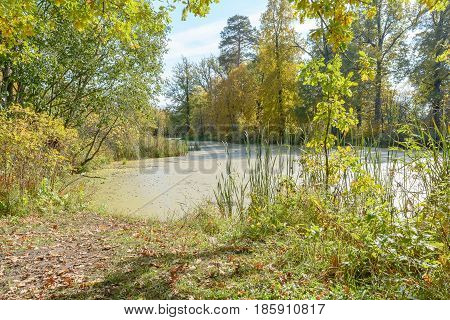 Autumn Early autumn Forest Forest river Forest swamp Grove River Swamp
