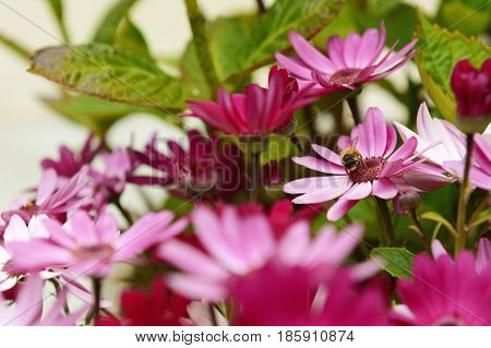 Small Honeybee Pollinating Pink African Daisies