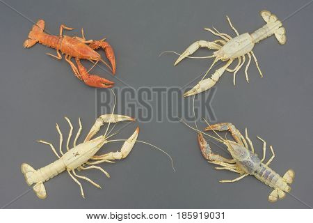 The remains of the crayfish molt isolated on isolated on gray background