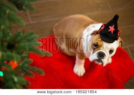 Cute puppy english bulldog with deer head cornuted on red carpet close to Christmas tree with xmas toys