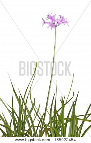 Many leaves and a single stem with an umbel of purple flowers of society garlic or pink agapanthus (Tulbaghia violacea) isolated against a white background