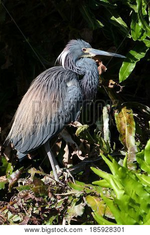 A Tricolor Heron in breeding plumage at a rookery in Florida