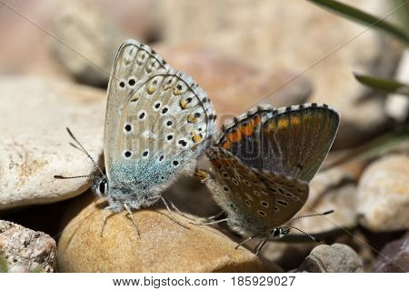 Couple Of Common Blue Butterflies Copulating In Spring.