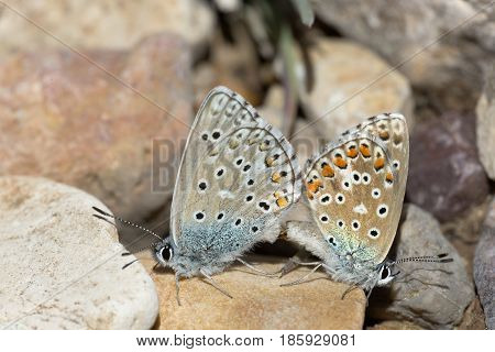 Couple Of Common Blue Butterflies Copulating In Spring.