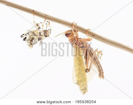 Locust Desert locust (Schistocerca gregaria) immediately after molt