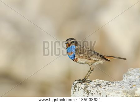 a beautiful bird with bright blue feathers stands on a stone and sings in the spring