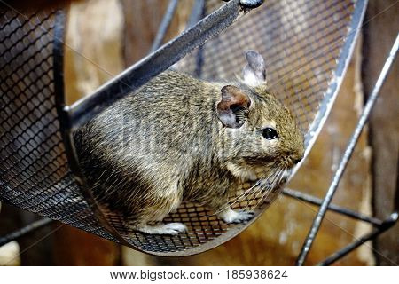 A Degu is sitting in it's wheel
