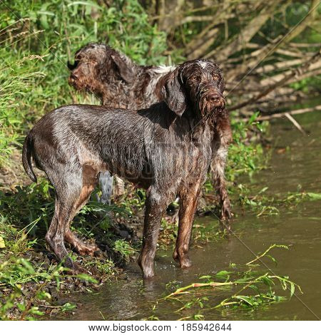 Italian Wire-haired Pointing Dog In Summer