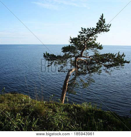 Pine tree inclined by the wind. Toned photo. Lone tree stands near the shore of the Ladoga lake. Island of Valaam Republic of Karelia Russia.